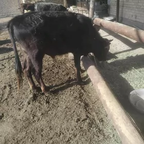 okiz bar 5sany meydan okizler