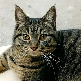 Чей потеряшка?