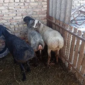 гисар кочкар