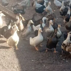 гак-гак ордеклер