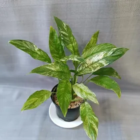 ЖЕНСКОЕ СЧАСТЬЕ