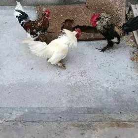 yaponcik kepter abmen bar