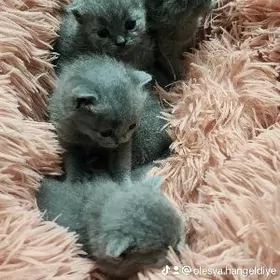 Шотландские котята