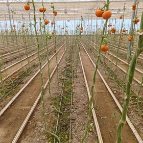 Satlyk teplisa ýyladyşhana