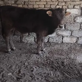 ŞWES OKÜZ ARASSA TOHIM