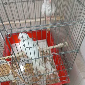 popugay karela попугай карела