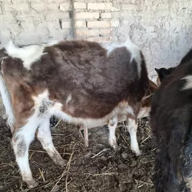 унажын окизче