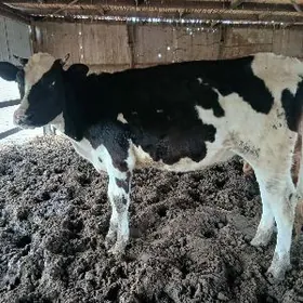 Galeźteýin gunajyn