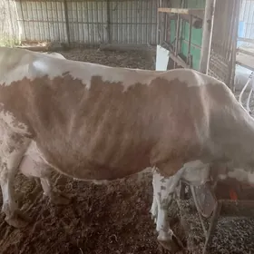 Ala sygyr simmental