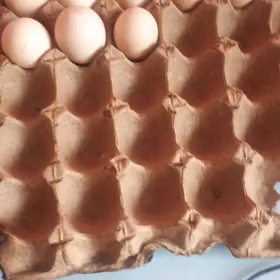 баес  тохуи  сатлык