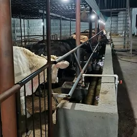 goleli we bogaz sygyrlar 11 sa