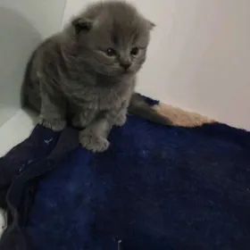 шотландские котята