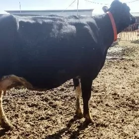 Ala sygyr Golşdeýn