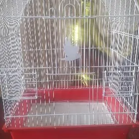 клетка для попугаев