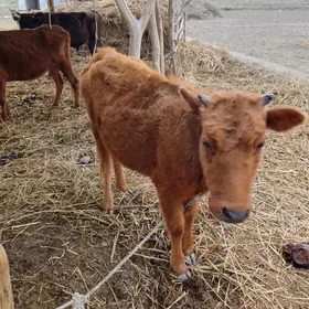 Gaçar 1 ýaşap gelýe