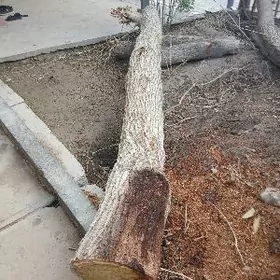 46 йыл болан тут агажы дутар у