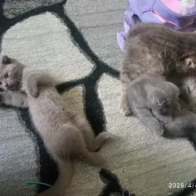 Котята вислоухие шотландские