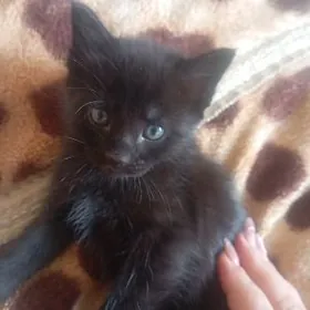 Отдам в добрые руки мальчиков