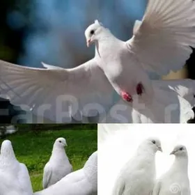 кепдерилер учурыма kepderiler