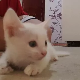 котёнок, кошка, pisik