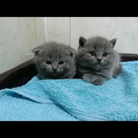 шотланский катята