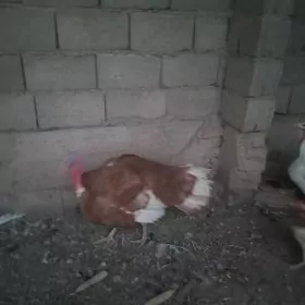 Horaz induk arassa owgan