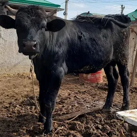 ÖKÜZ çorni piyostr