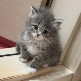 котенок девочка ё