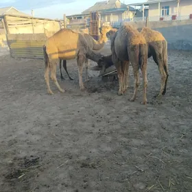 Ogsuk satlyk gyssagly