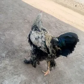 brama horaz original