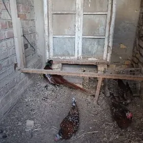 Yabany gus ( Sülgün)