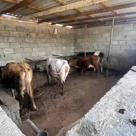 göleli we  agyr bogaz sygyrlar