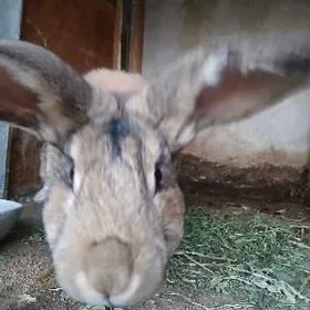 домашние животные