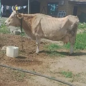 TOHUM SYGYR WE OKUZÇE