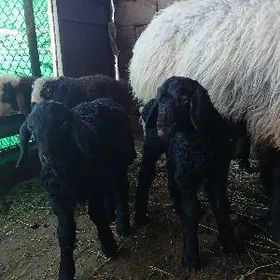 ekiz guzly goyun semiz