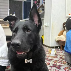 не продается! для вязки