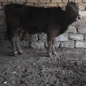 ŞWES   OKÜZ  TOHIM  