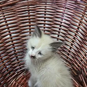 в добрые руки