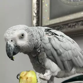 попугай popugay