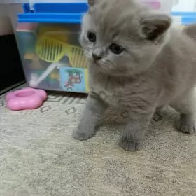 шотландские прямоухие