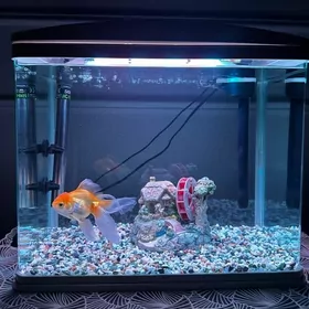 Akwarium, Аквариум