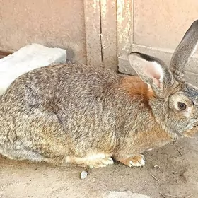 Polwelikan ene togşan