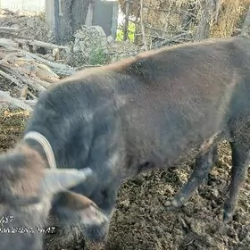 ики саны окиз