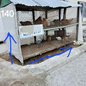 Towk juje ketek 40 yllk