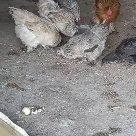 ýumurtga ýygnaýan