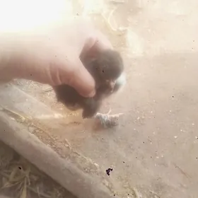 Brama Laseti  juje anyk tohum