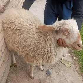 Ак гойун билен гочкар