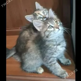 Наш Котенок