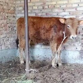 Tohum Öküzler 2 sany 8 aýlyk