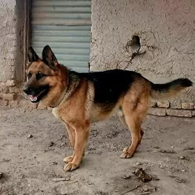 овчарка avçarka